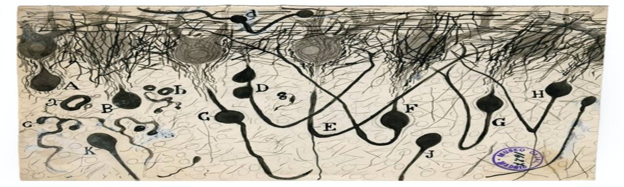 Drawing of axon neurons